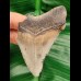 7.5 cm tooth fragment of Carcharocles Chubutensis