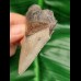 7.5 cm tooth fragment of Carcharocles Chubutensis