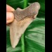 7.5 cm tooth fragment of Carcharocles Chubutensis