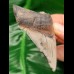 7.5 cm tooth fragment of Carcharocles Chubutensis