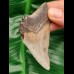7.5 cm tooth fragment of Carcharocles Chubutensis
