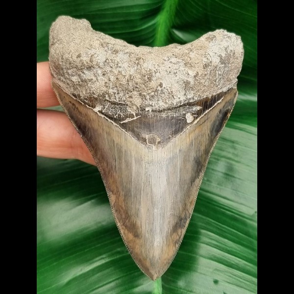 11,9cm dagger shaped tooth of megalodon with great color play
