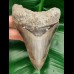 11,9cm dagger shaped tooth of megalodon with great color play