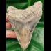 11,9cm dagger shaped tooth of megalodon with great color play