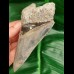 11,9cm dagger shaped tooth of megalodon with great color play