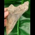 11,9cm dagger shaped tooth of megalodon with great color play