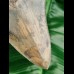11,9cm dagger shaped tooth of megalodon with great color play