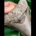 11,9cm dolchförmiger Zahn des Megalodon mit tollem Farbspiel