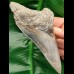 11,9cm dagger shaped tooth of megalodon with great color play