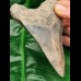 11,9cm dagger shaped tooth of megalodon with great color play