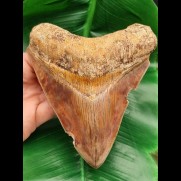 13.5 cm large tooth of megalodon with fantastic play of colors