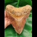 13.5 cm large tooth of megalodon with fantastic play of colors