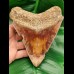 13,5 cm großer Zahn des Megalodon mit fantastischem Farbspiel