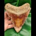 13.5 cm large tooth of megalodon with fantastic play of colors