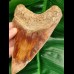 13.5 cm large tooth of megalodon with fantastic play of colors