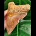 13.5 cm large tooth of megalodon with fantastic play of colors