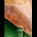 13.5 cm large tooth of megalodon with fantastic play of colors