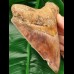 13.5 cm large tooth of megalodon with fantastic play of colors