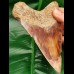 13,5 cm großer Zahn des Megalodon mit fantastischem Farbspiel