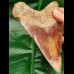 13.5 cm large tooth of megalodon with fantastic play of colors