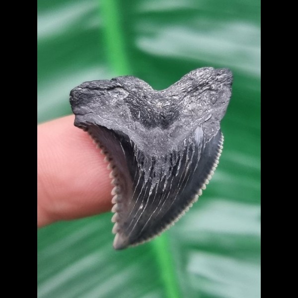 3,0 cm blau-grauer Zahn des Hemipristis serra aus den USA