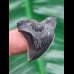 3,0 cm blau-grauer Zahn des Hemipristis serra aus den USA