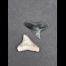 2,5 cm Zahn des Bullenhai und 2,4 Zahn des Schwarzhai
