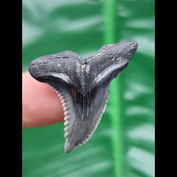 3,4 cm schwarz - grauer Zahn des Hemipristis serra aus den USA