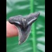 3,4 cm schwarz - grauer Zahn des Hemipristis serra aus den USA