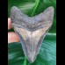 10.2 cm dagger-shaped massive tooth of Megalodon