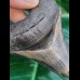 10.2 cm dagger-shaped massive tooth of Megalodon