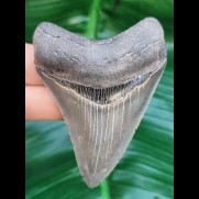 7.5 cm razor sharp tooth of Megalodon shark