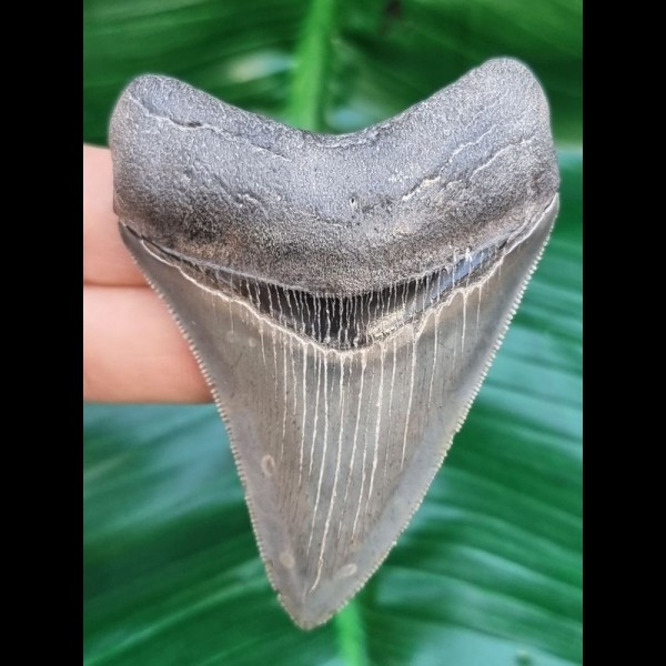 7.5 cm razor sharp tooth of Megalodon