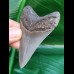 7.5 cm razor sharp tooth of Megalodon