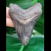 7,5 cm beeindruckender Zahn des Carcharocles Chubutensis
