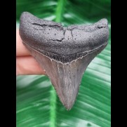 6.8 cm posterior tooth of Megalodon