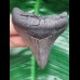 6,8 cm posteriorer Zahn des Megalodon