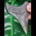 6,8 cm posteriorer Zahn des Megalodon