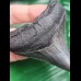 6,8 cm posteriorer Zahn des Megalodon