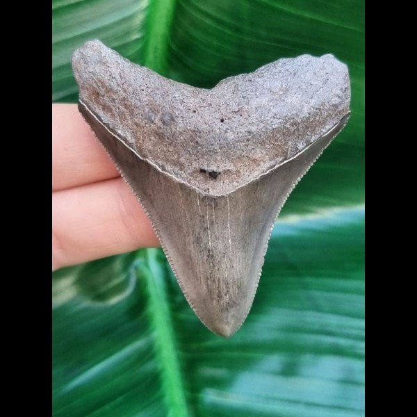 6.3 cm tooth of megalodon with beautiful coloration