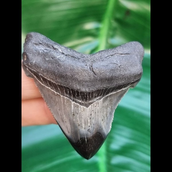 5.7 cm tooth of Carcharocles Chubutensis with polished tip