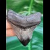 5.7 cm tooth of Carcharocles Chubutensis with polished tip