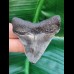 5.7 cm tooth of Carcharocles Chubutensis with polished tip