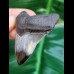 5.7 cm tooth of Carcharocles Chubutensis with polished tip