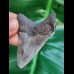 5.7 cm tooth of Carcharocles Chubutensis with polished tip