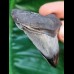 5.7 cm tooth of Carcharocles Chubutensis with polished tip