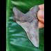5.7 cm tooth of Carcharocles Chubutensis with polished tip
