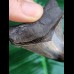 5.7 cm tooth of Carcharocles Chubutensis with polished tip
