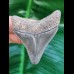5,7 cm grauer scharfer Zahn des Megalodon
