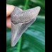 5,7 cm grauer scharfer Zahn des Megalodon